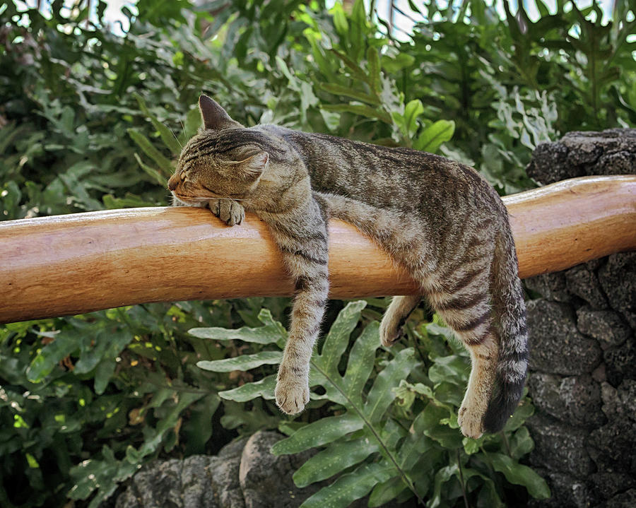 Cat Napping Photograph by Susan Rissi Tregoning