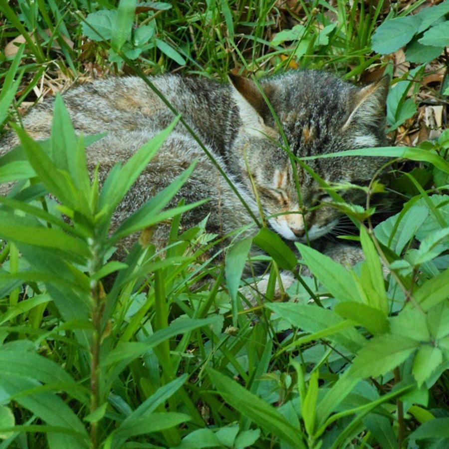 Nature Photograph - Cat Napping...^.^*
#naturephotography by Cheray Dillon