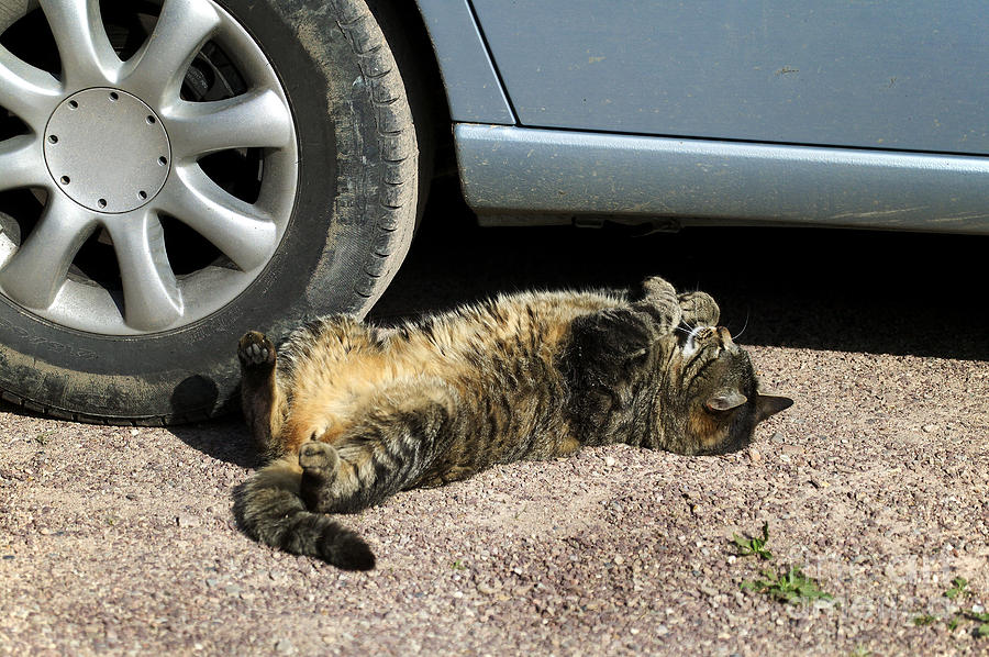 Cat Next To Car Wheel Photograph by Gerard Lacz