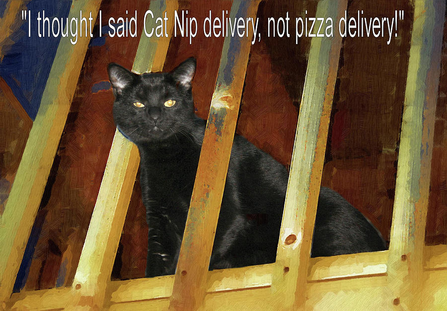 Cat nip Delivery Photograph by Laura Smith