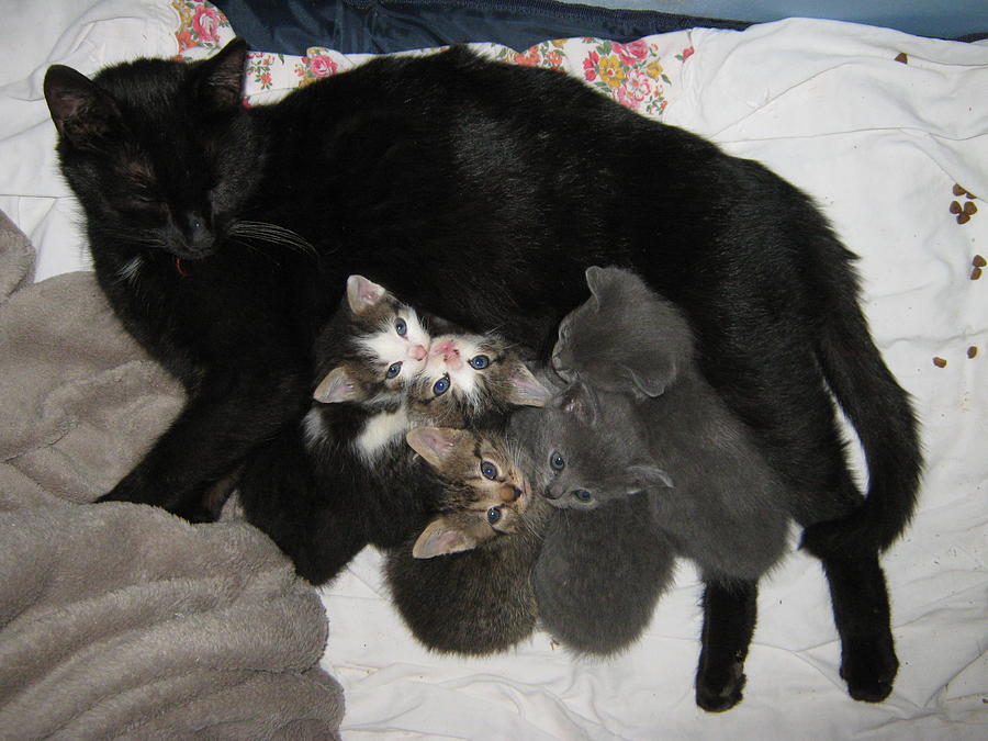 Cat Photograph - Cat nursing kittens by Lenka Rottova