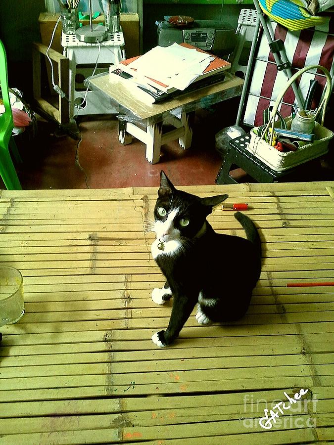 Cat on A Bamboo Litter Photograph by Sukalya Chearanantana