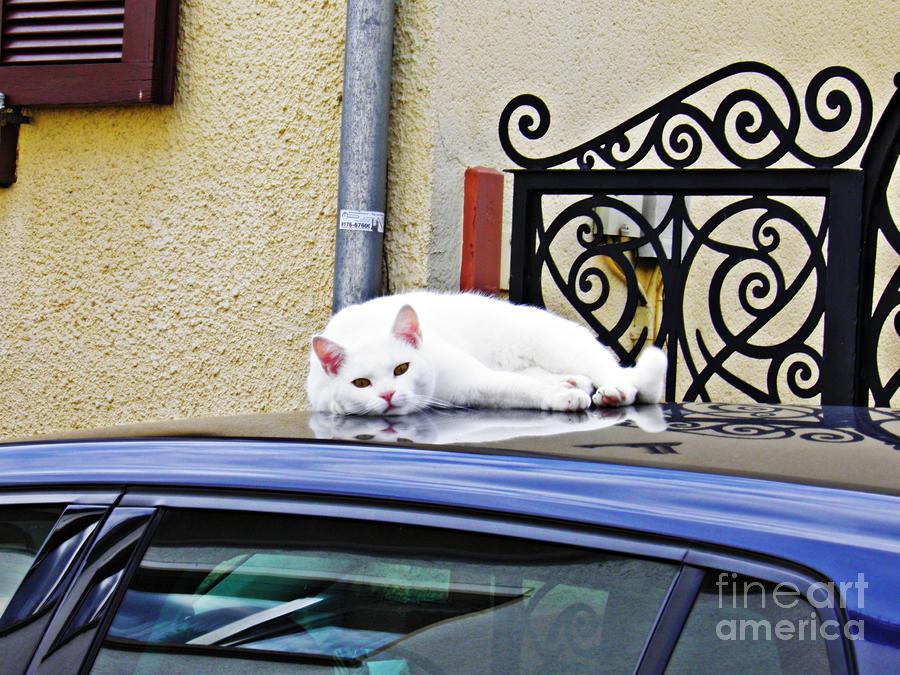 Cat Photograph - Cat on a Car Roof by Sarah Loft