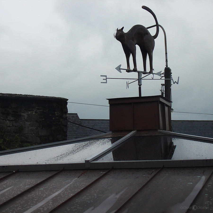 Cat on a Cool Tin Roof Photograph by Tim Nyberg
