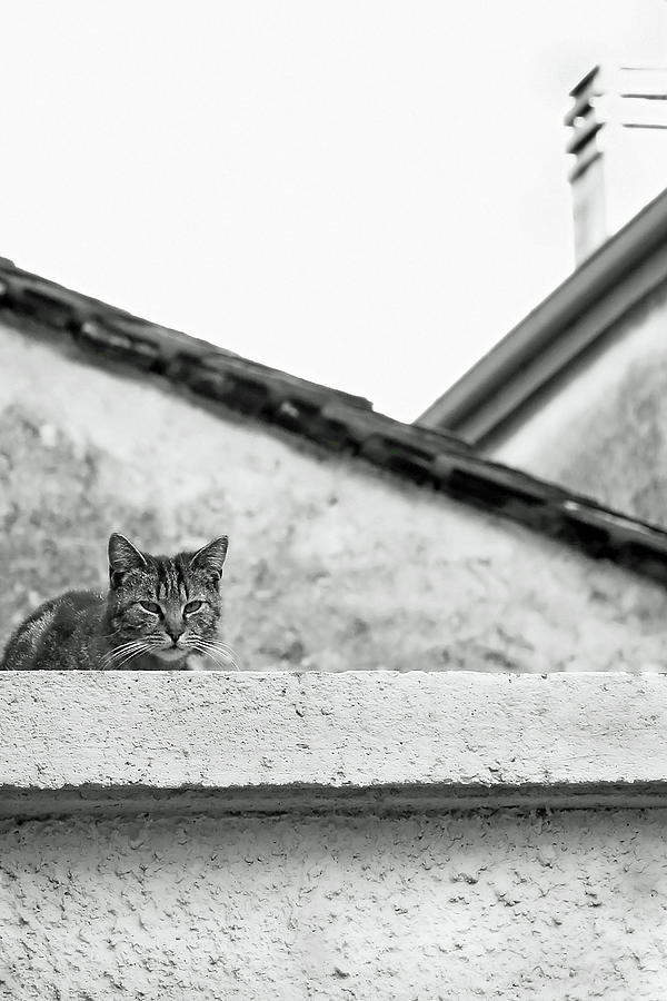 Cat on a Roof, Varenna Photograph by Brooke T Ryan
