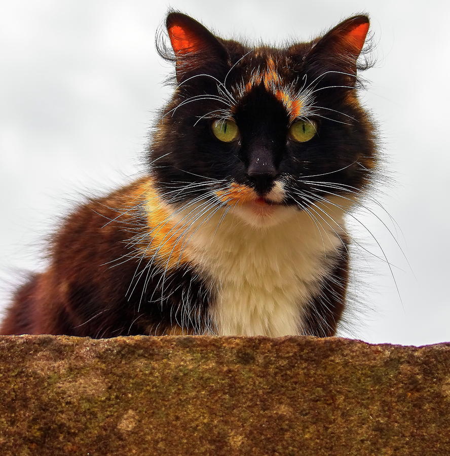 Cat on a Wall Photograph by Jeff Townsend