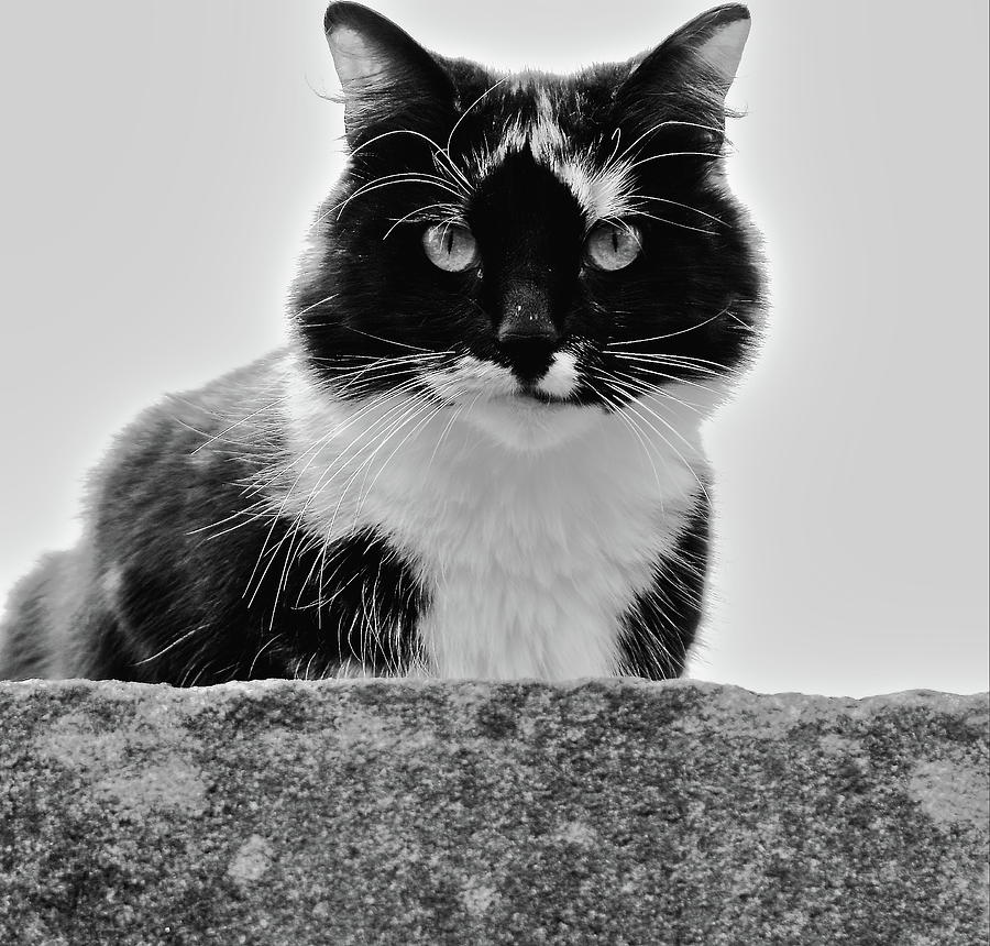 Cat On A Wall Monochrome Photograph by Jeff Townsend