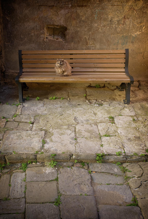 Cat on bench Photograph by Al Hurley