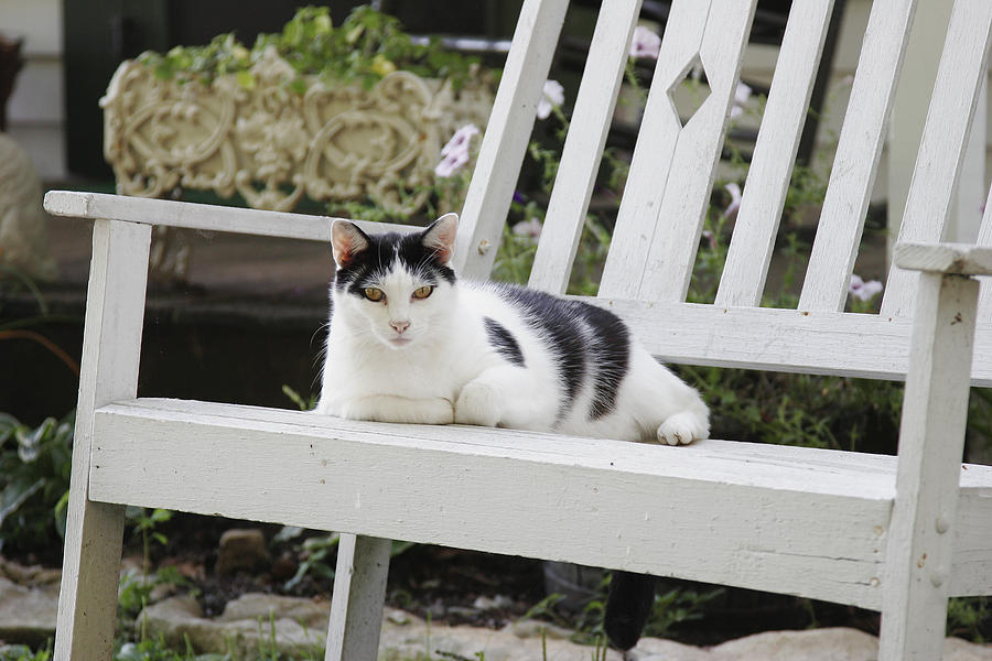 Cat on bench Photograph by Harold Stinnette