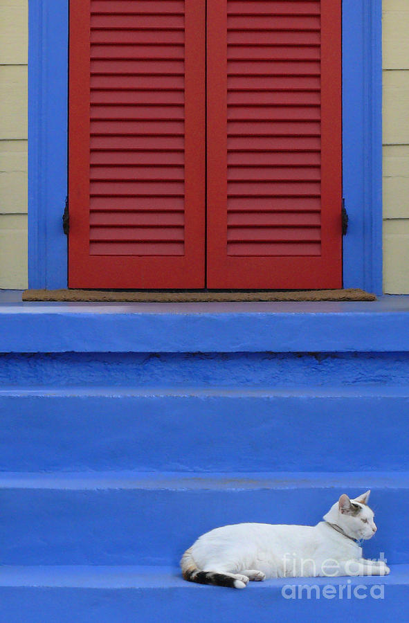 New Orleans Photograph - Cat on Blue Steps by Jeanne  Woods