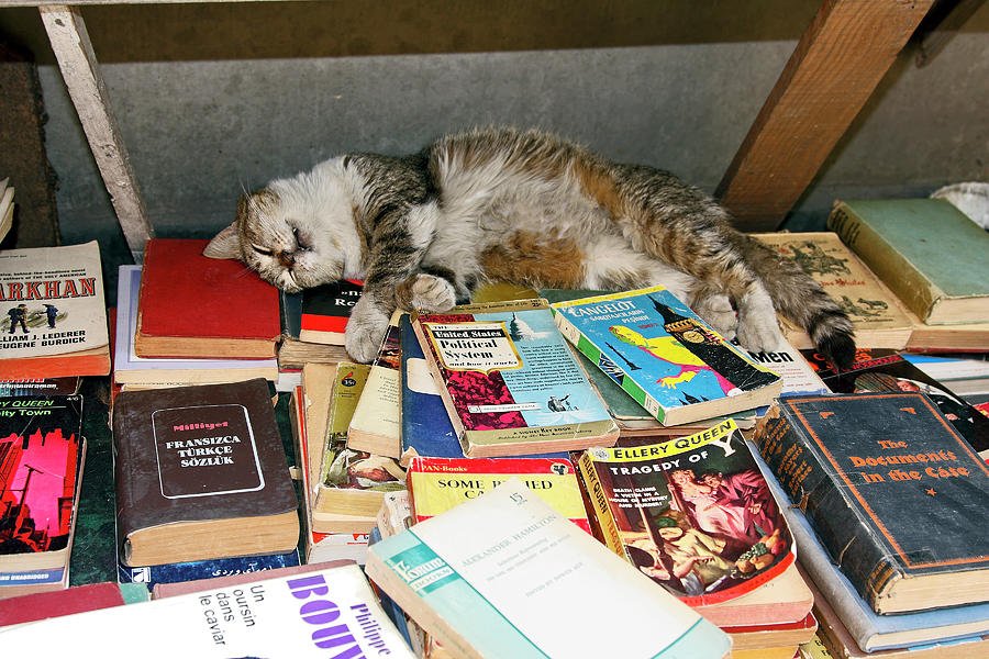 Cat on Books Photograph by Sally Weigand