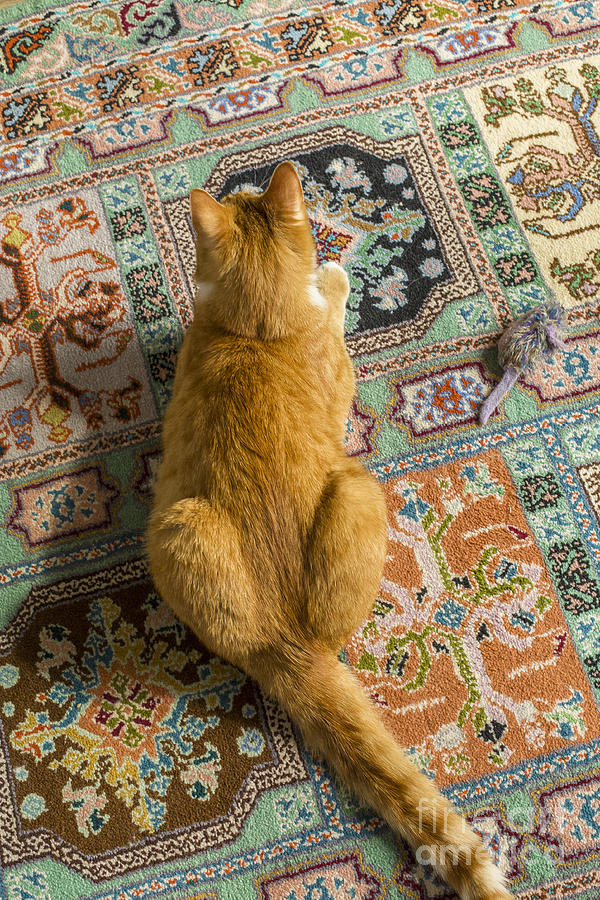 Cat on carpet with toy mouse Photograph by Patricia Hofmeester