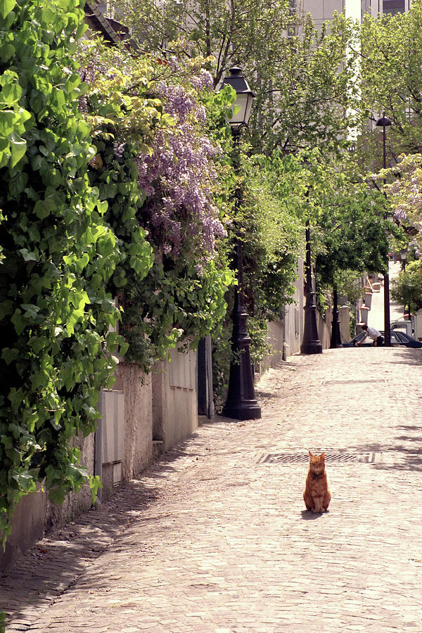 Cat on Cobblestone Photograph by Frank DiMarco