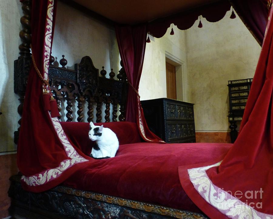 Cat on Leonardo da Vincis Bed Photograph by Barbie Corbett-Newmin