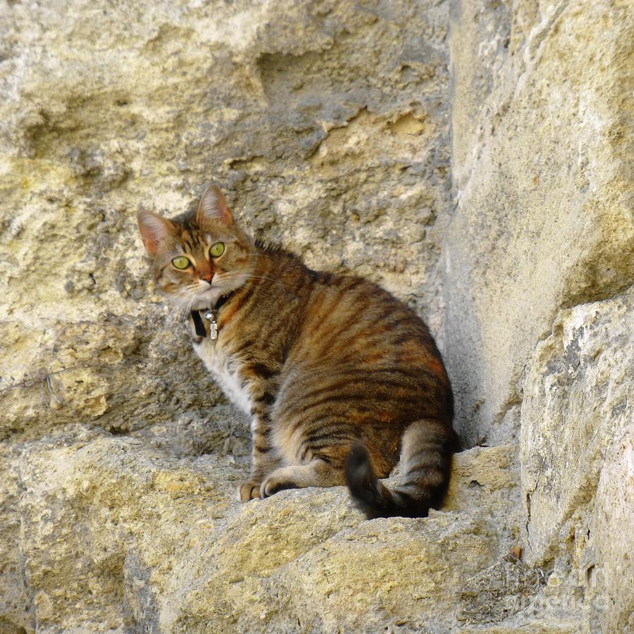 Cat On Stone Wall Photograph by Barbie Corbett-Newmin