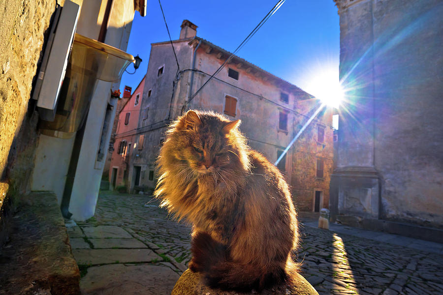 Cat on sun rays on street of Groznjan village Photograph by Brch Photography