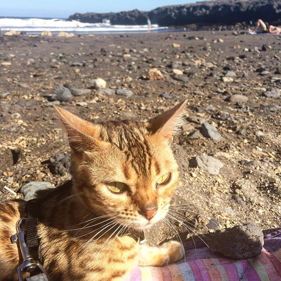 Cat Photograph - Cat On The Beach🌴 #cat #bengalcat by Ivalu Tesla