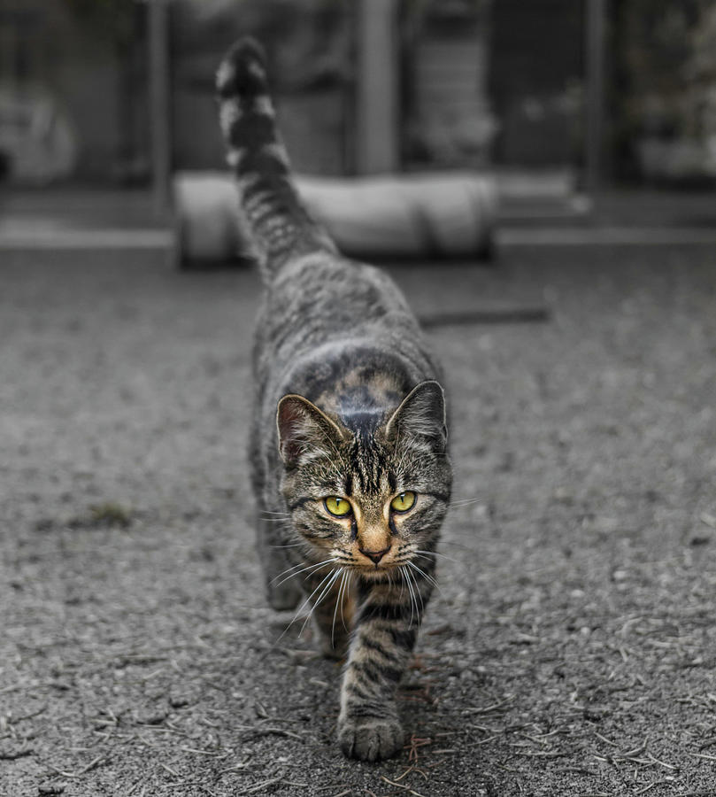 Cat on the Prowl Photograph by Rick Deacon