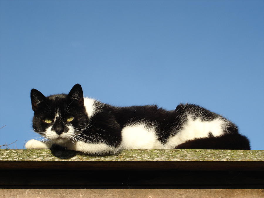 Cat on the roof Photograph by Susan Baker
