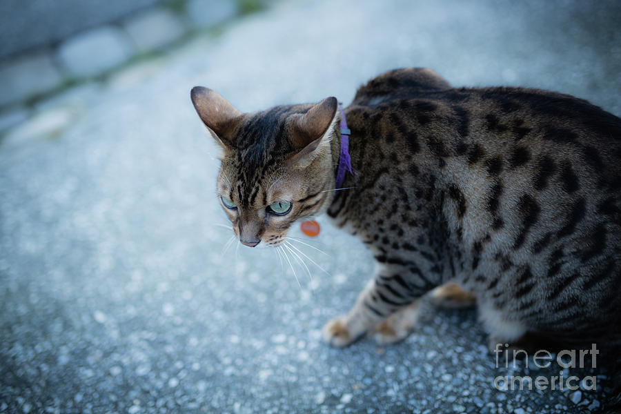 Cat on the Street Photograph by Eva Lechner