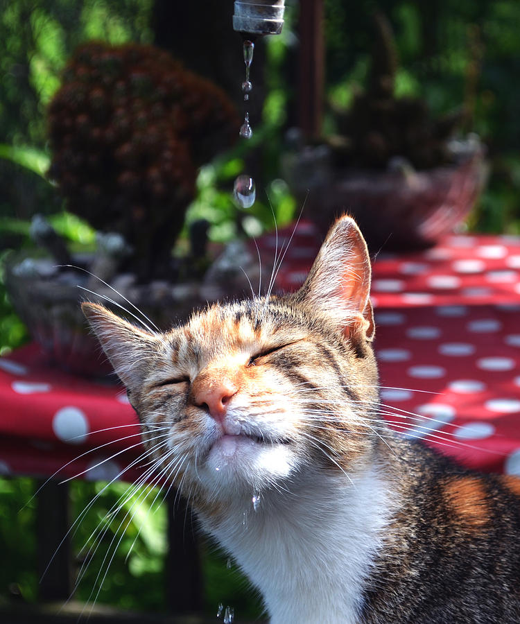 Cat on Water Photograph by Ana Nestorovic - Fine Art America