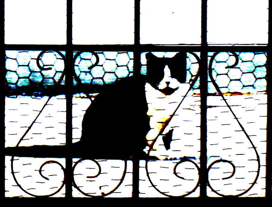 Cat Ornamental  Photograph by John King I I I