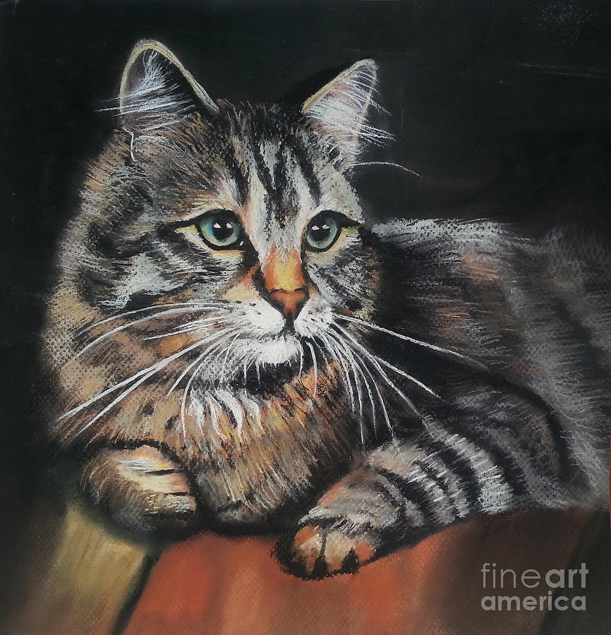  Cat  pastel  drawing  Drawing  by Maja Sokolowska