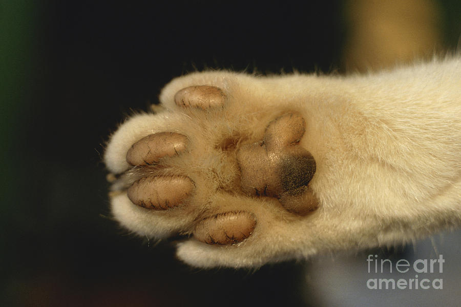 Cat Paw Photograph by Frederic Jacana