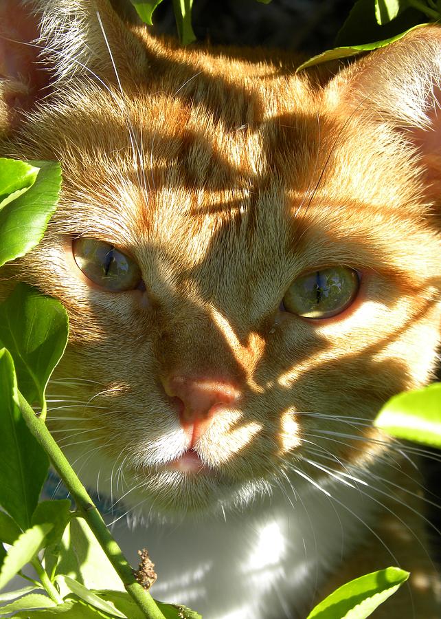 Cat by Peggy McDonald Cat by Peggy McDonald