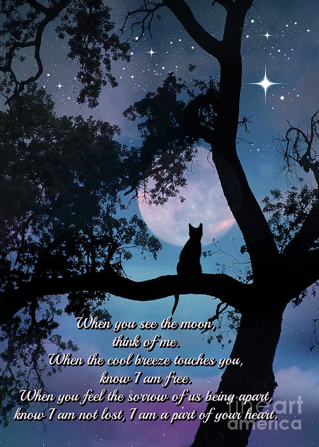 Cat Poem and Memorial Photograph by Stephanie Laird