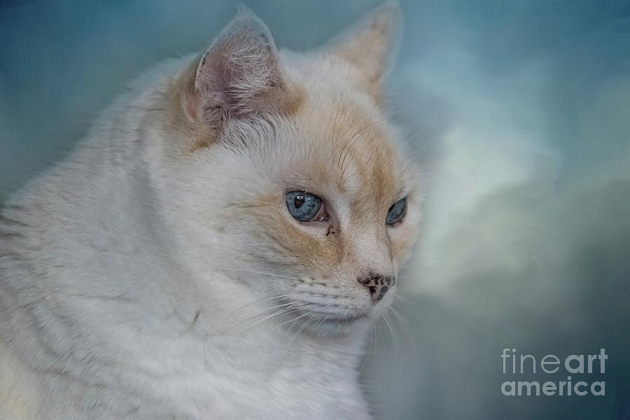 Cat Portrait Photograph by Eva Lechner