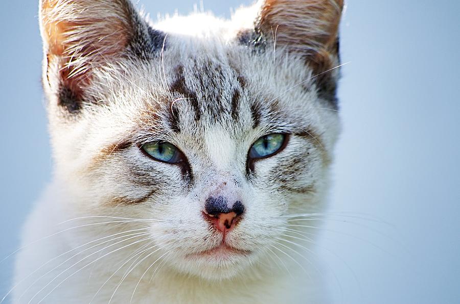 Cat portrait I Photograph by Paulo Goncalves