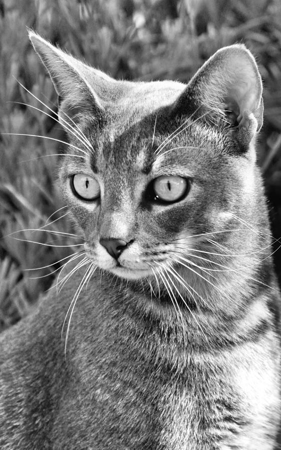 Cat Portrait in Black and White Photograph by Josephine Buschman
