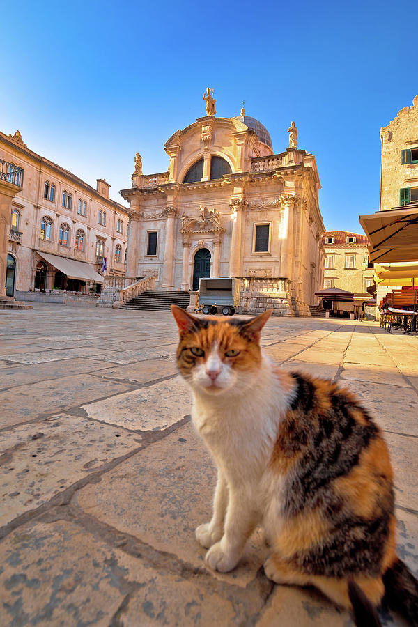 Cat posing on Dubrovnik street and historic architecture view Photograph by Brch Photography