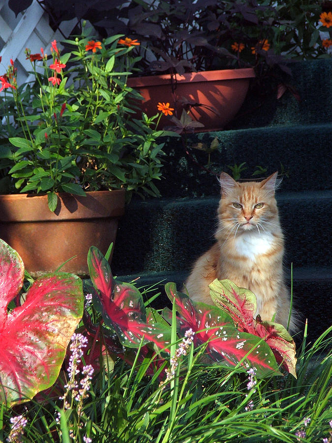 Flower Photograph - Cat Postcard by Robert Meanor