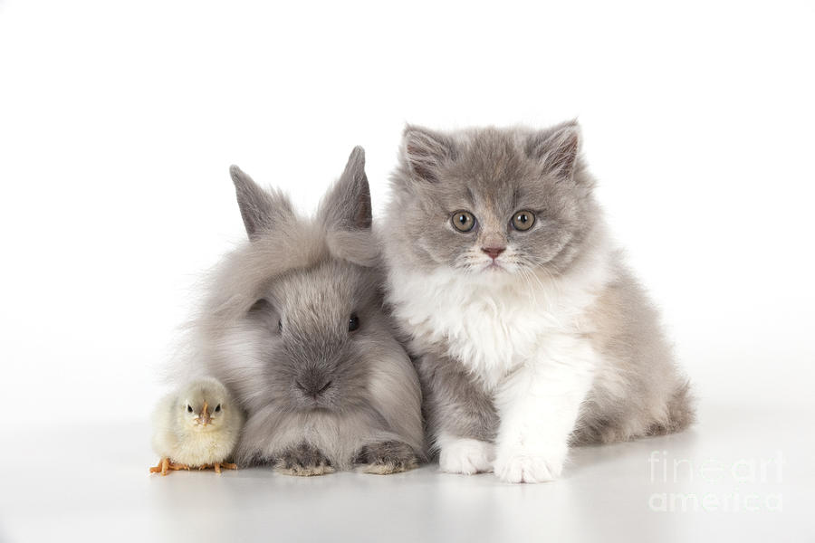 Cat, Rabbit And Chick Photograph by John Daniels