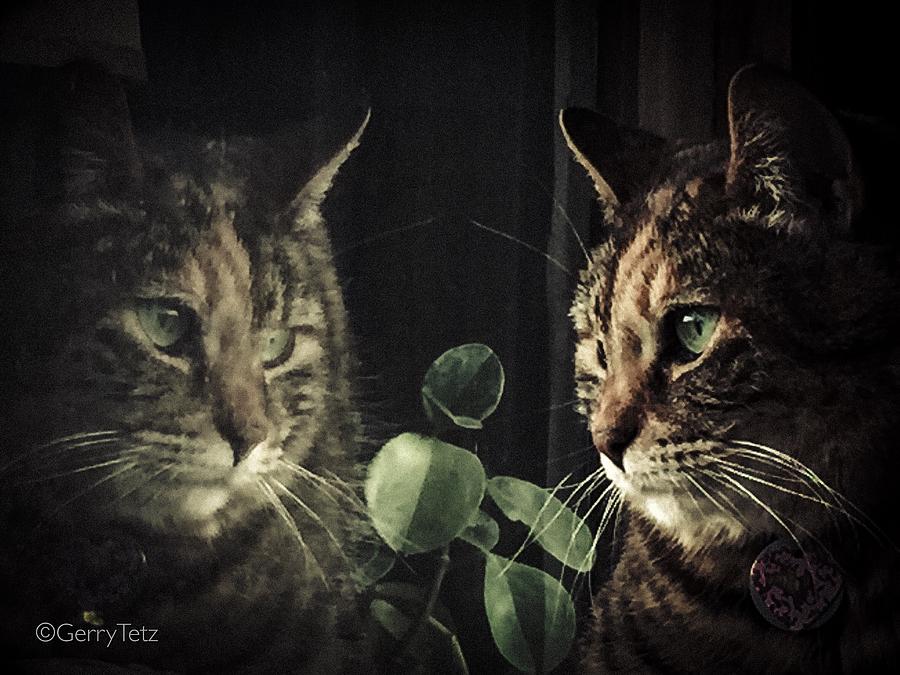 Cat Reflecting Photograph