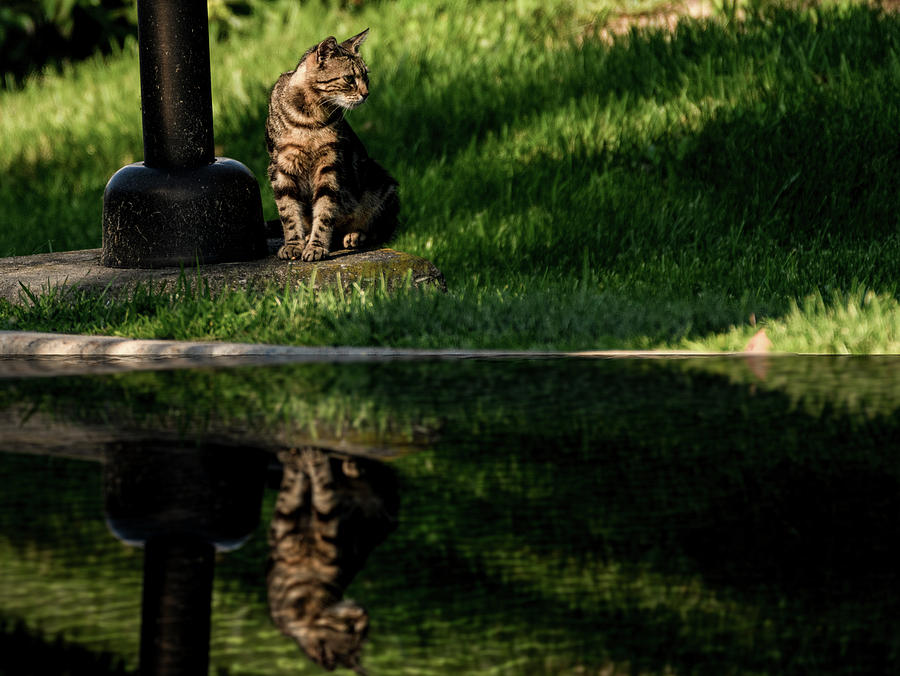Cat reflection Photograph by Sam Rino