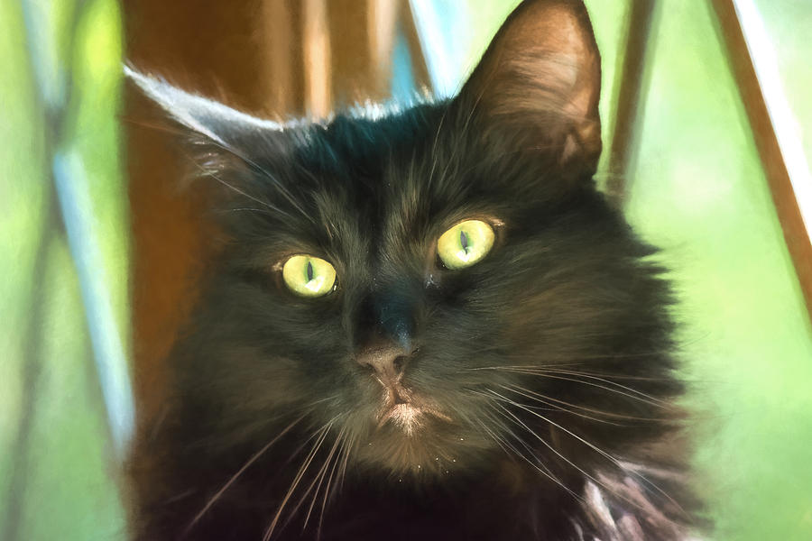 Cat - Reno - Big Eyed And Bushy Tailed Photograph