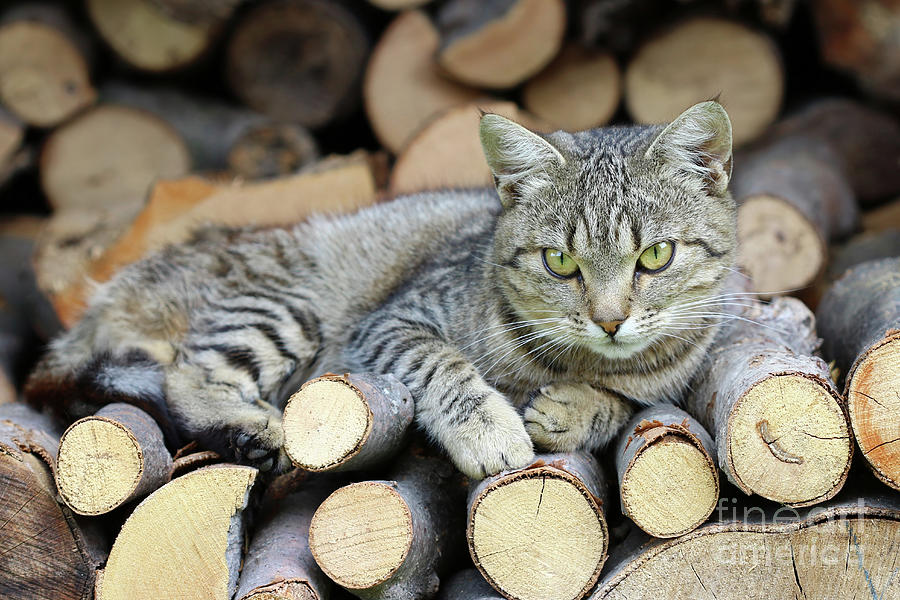 Cat resting on a heap of logs Photograph by Michal Boubin