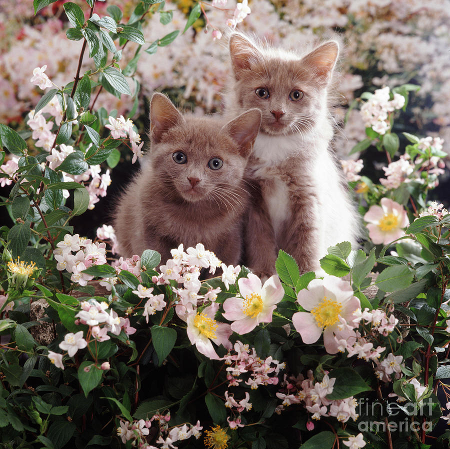 Cat Roses Photograph by Warren Photographic