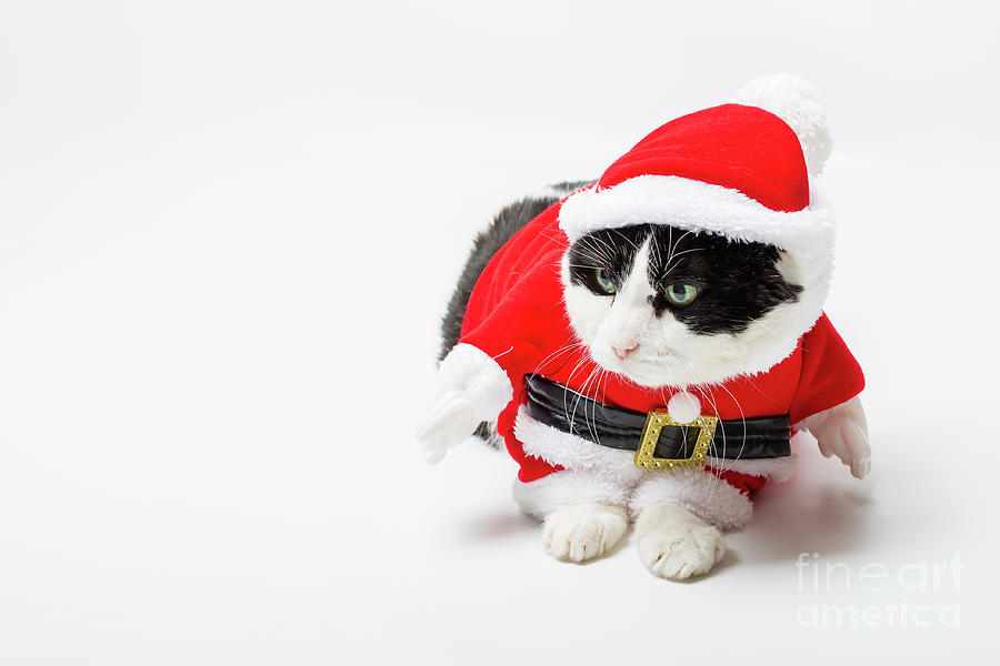 Cat Santa Christmas Photograph by Benny Marty