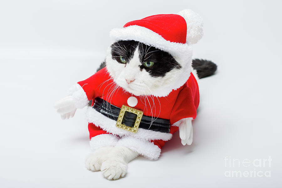Cat Santa Claus Photograph by Benny Marty