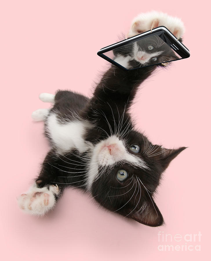 Cat Selfie Photograph by Warren Photographic
