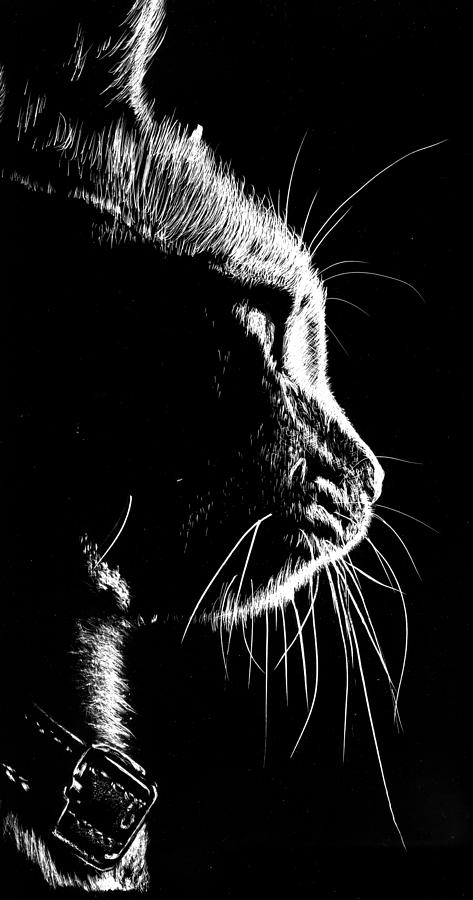 Scratchboard Drawing - Cat Silhoette by Nolan Clark Scratchboard Drawing - Cat Silhoette by Nolan Clark