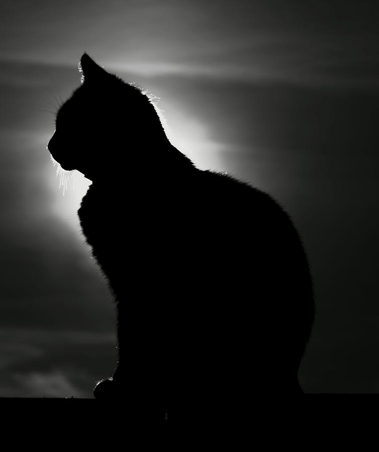 Cat Silhouett I Photograph by Apor Czabay - Fine Art America