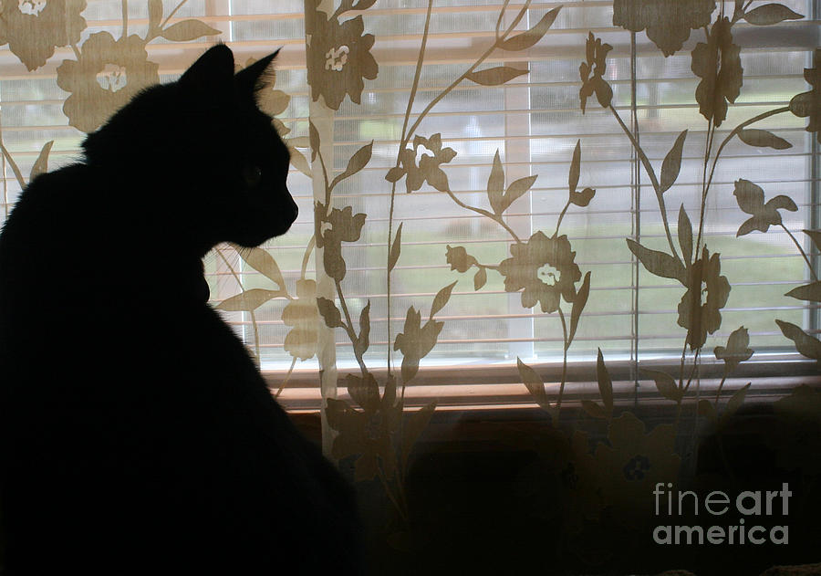 Cat Silhouette Photograph by Deborah A Andreas