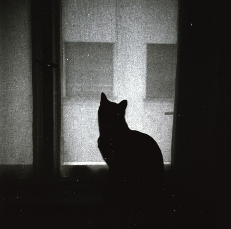 Cat Silouette Photograph by Elena Maria Atzori - Fine Art America