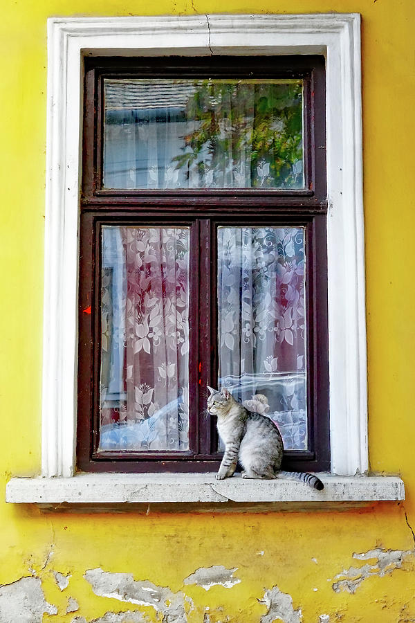Cat Sitting On A Windowsill In Szentendre, Hungary Photograph by Rick Rosenshein