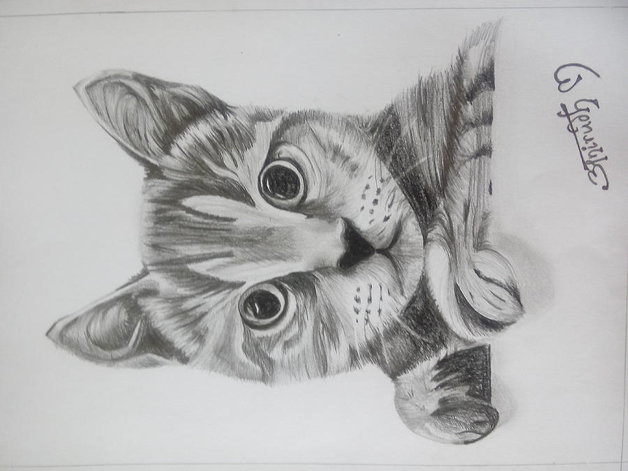 Simple Cat Drawing - YouTube